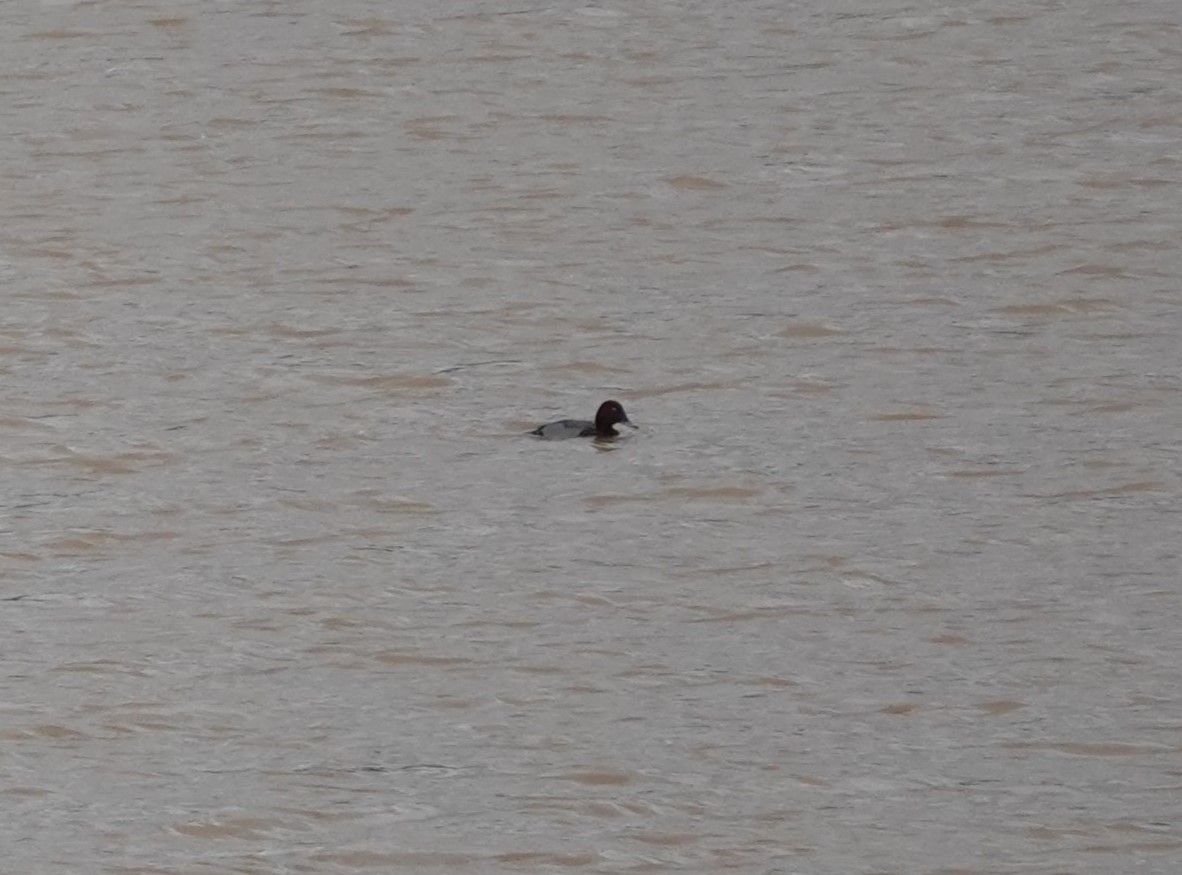 Common Pochard x Ferruginous Duck (hybrid) - ML626569045