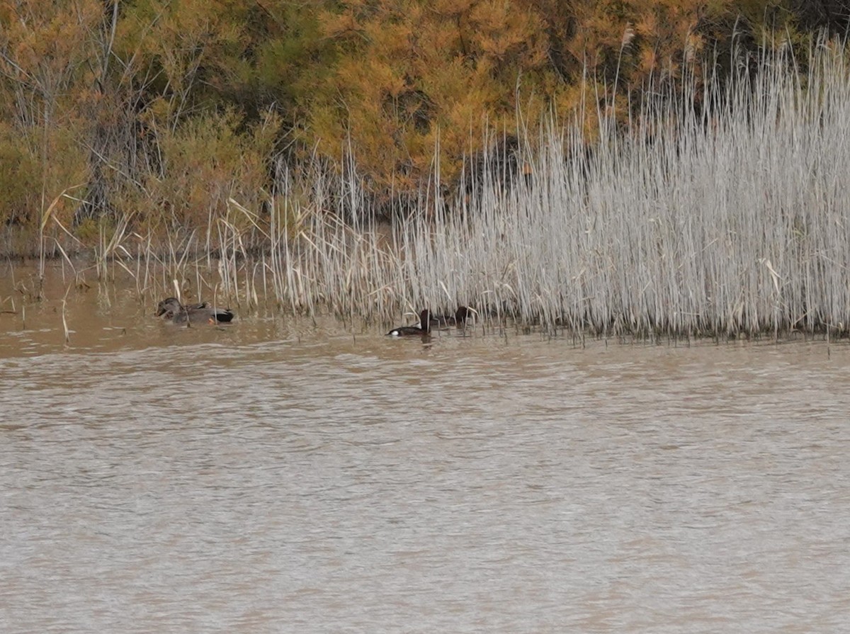 Ferruginous Duck - ML626569067