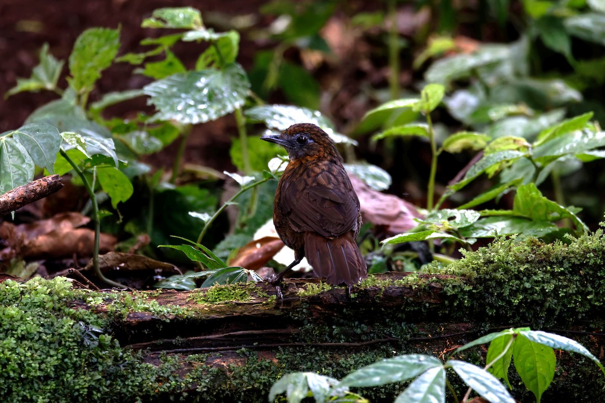 Rusty-breasted Wren-Babbler - ML626569076