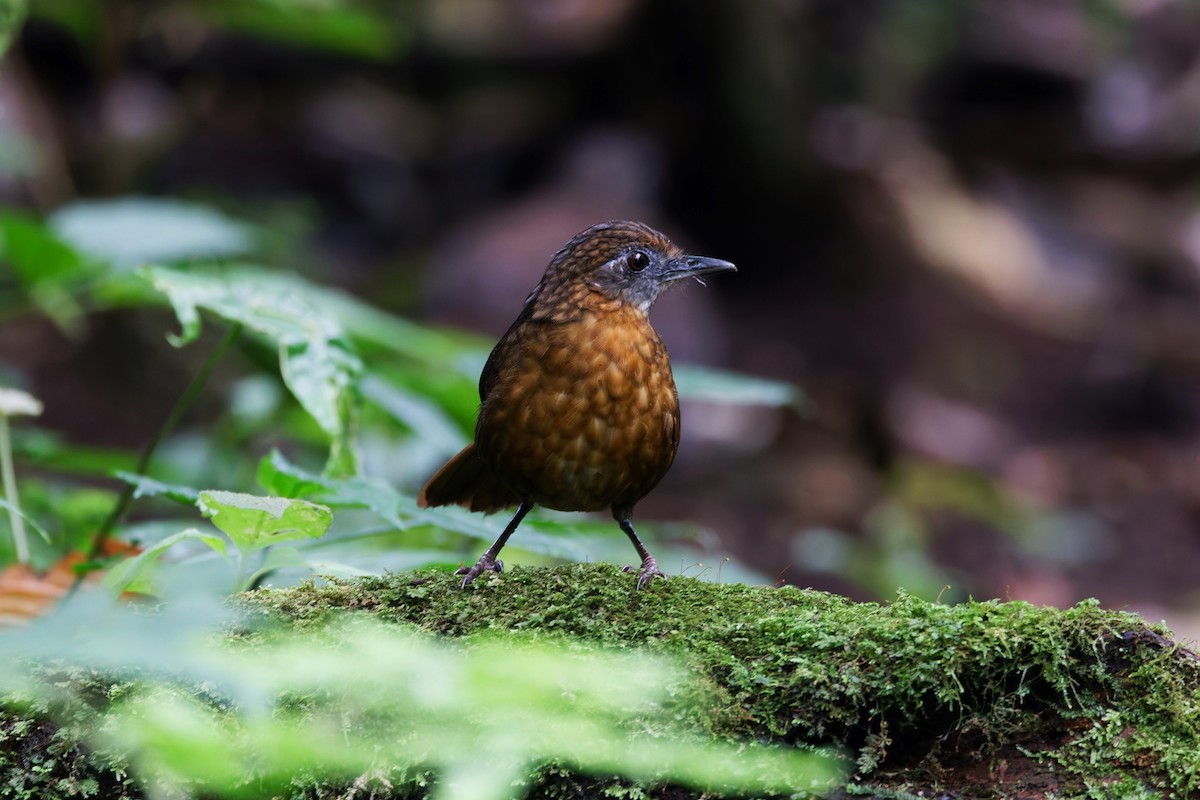 Rusty-breasted Wren-Babbler - ML626569080