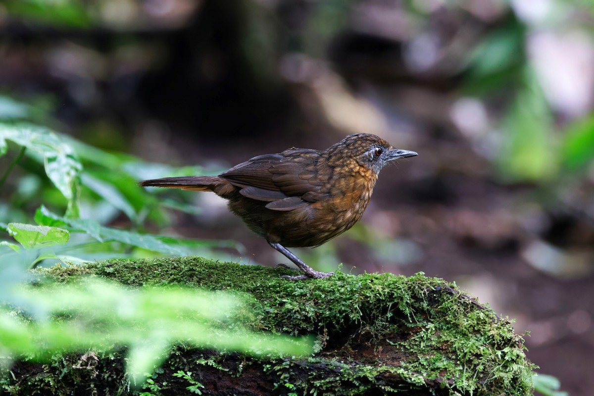 Rusty-breasted Wren-Babbler - ML626569082