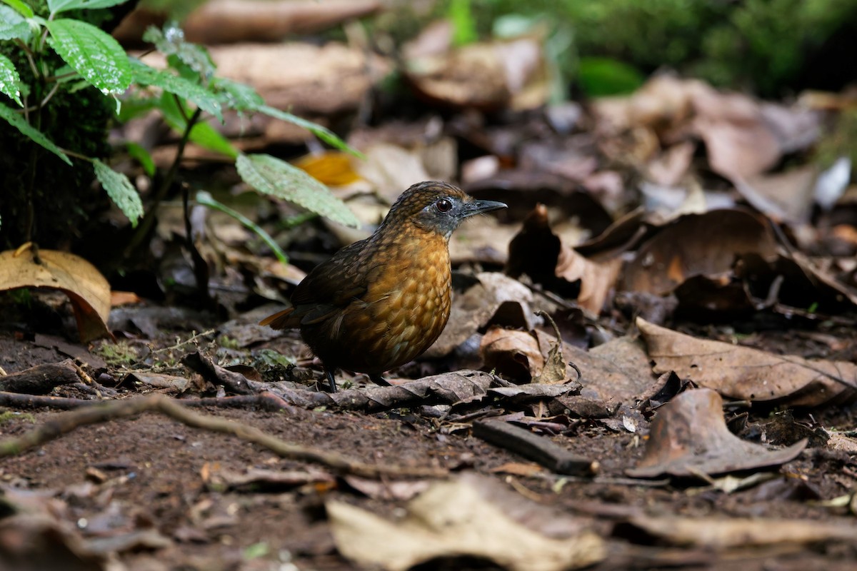 Rusty-breasted Wren-Babbler - ML626569084