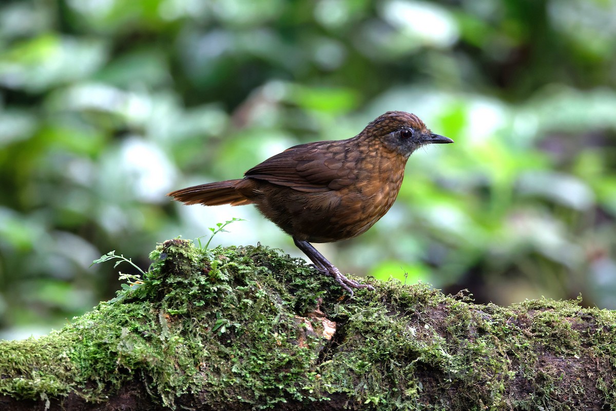 Rusty-breasted Wren-Babbler - ML626569086