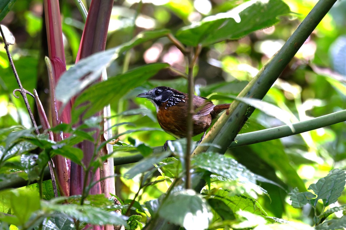 Spot-necked Babbler - ML626569102