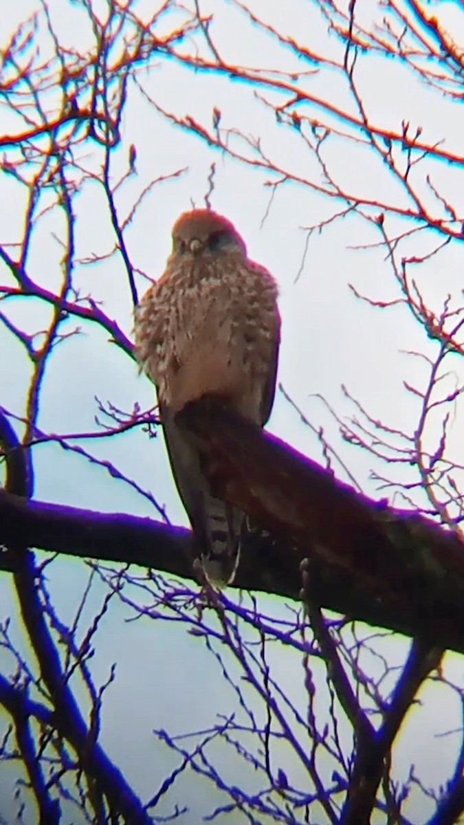 Eurasian Kestrel - ML626569159