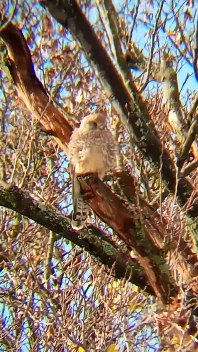 Eurasian Kestrel - ML626569160