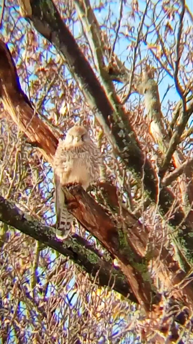 Eurasian Kestrel - ML626569163