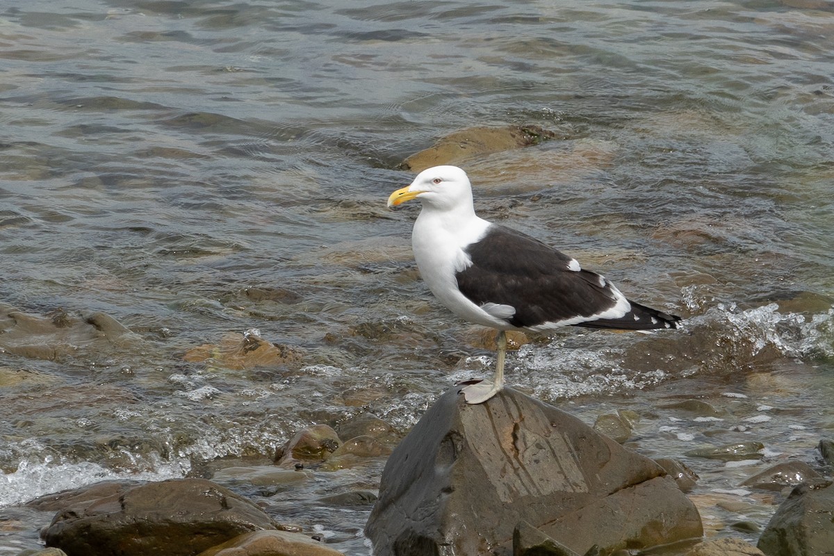 Kelp Gull (dominicanus) - ML626569288
