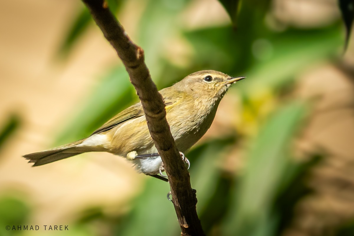 Luì piccolo - ML626569291