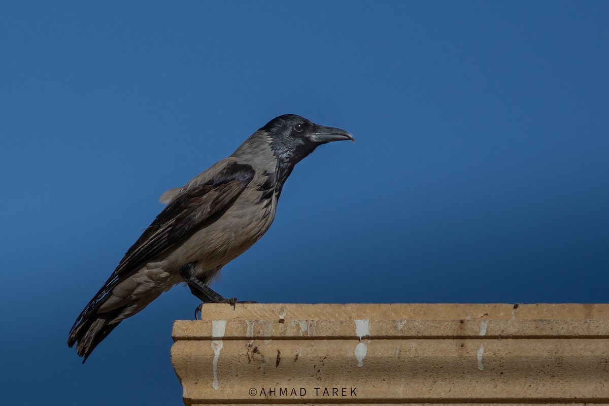 Cornacchia grigia - ML626569301