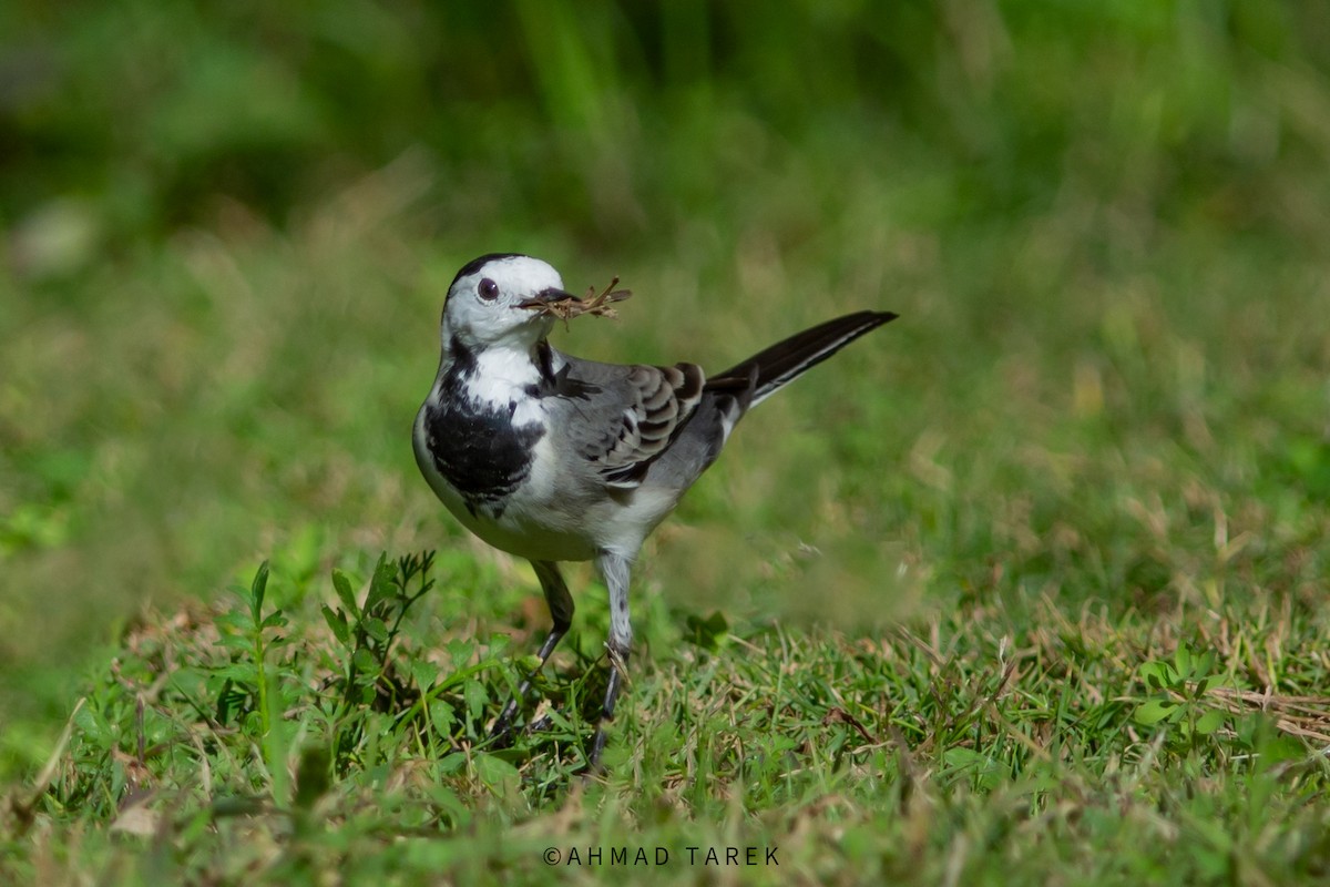 Ballerina bianca - ML626569302