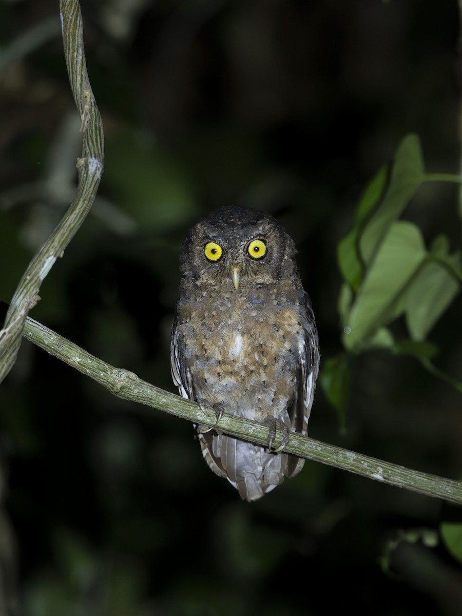 Andaman Scops-Owl - ML626569434