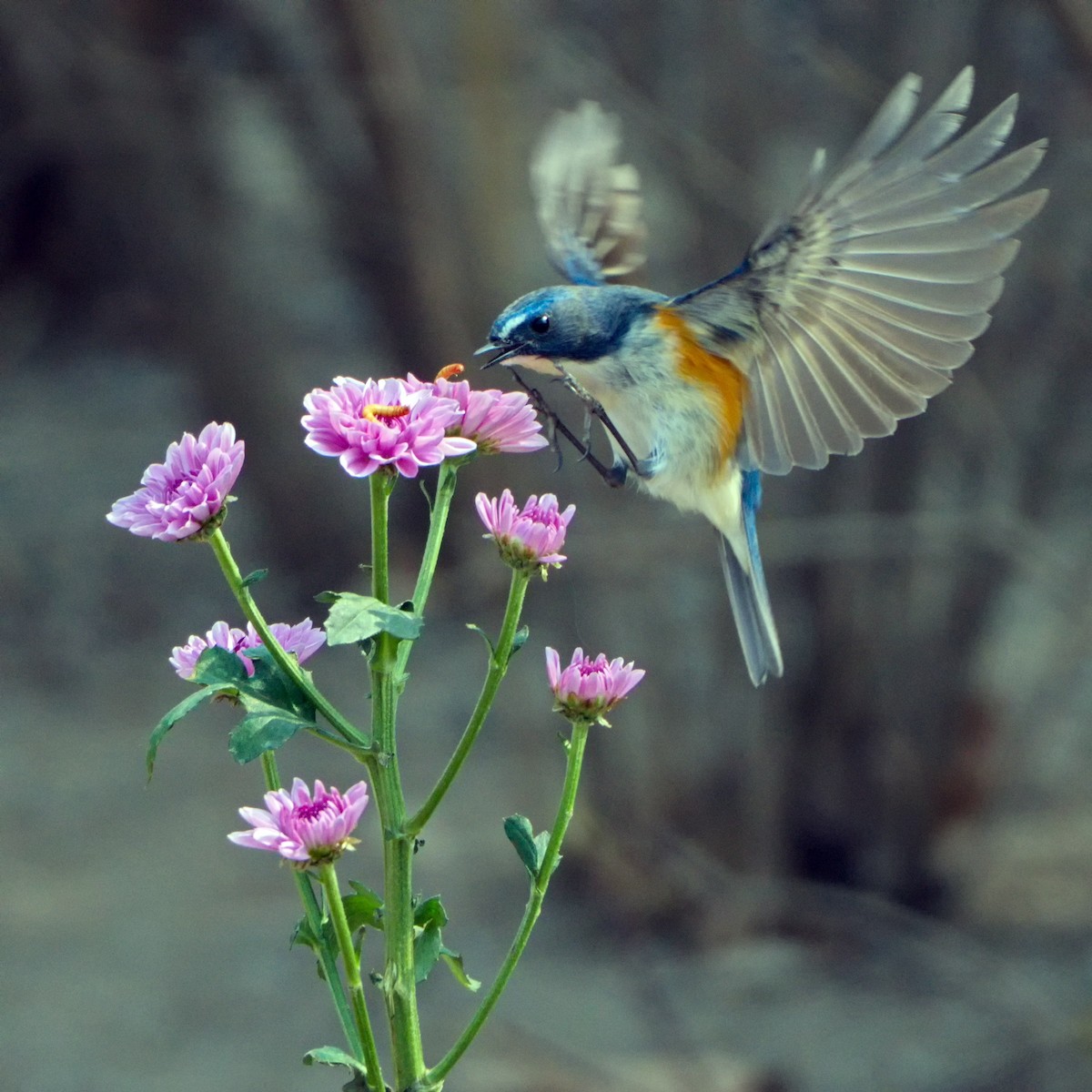 Red-flanked/Qilian Bluetail - ML626569710