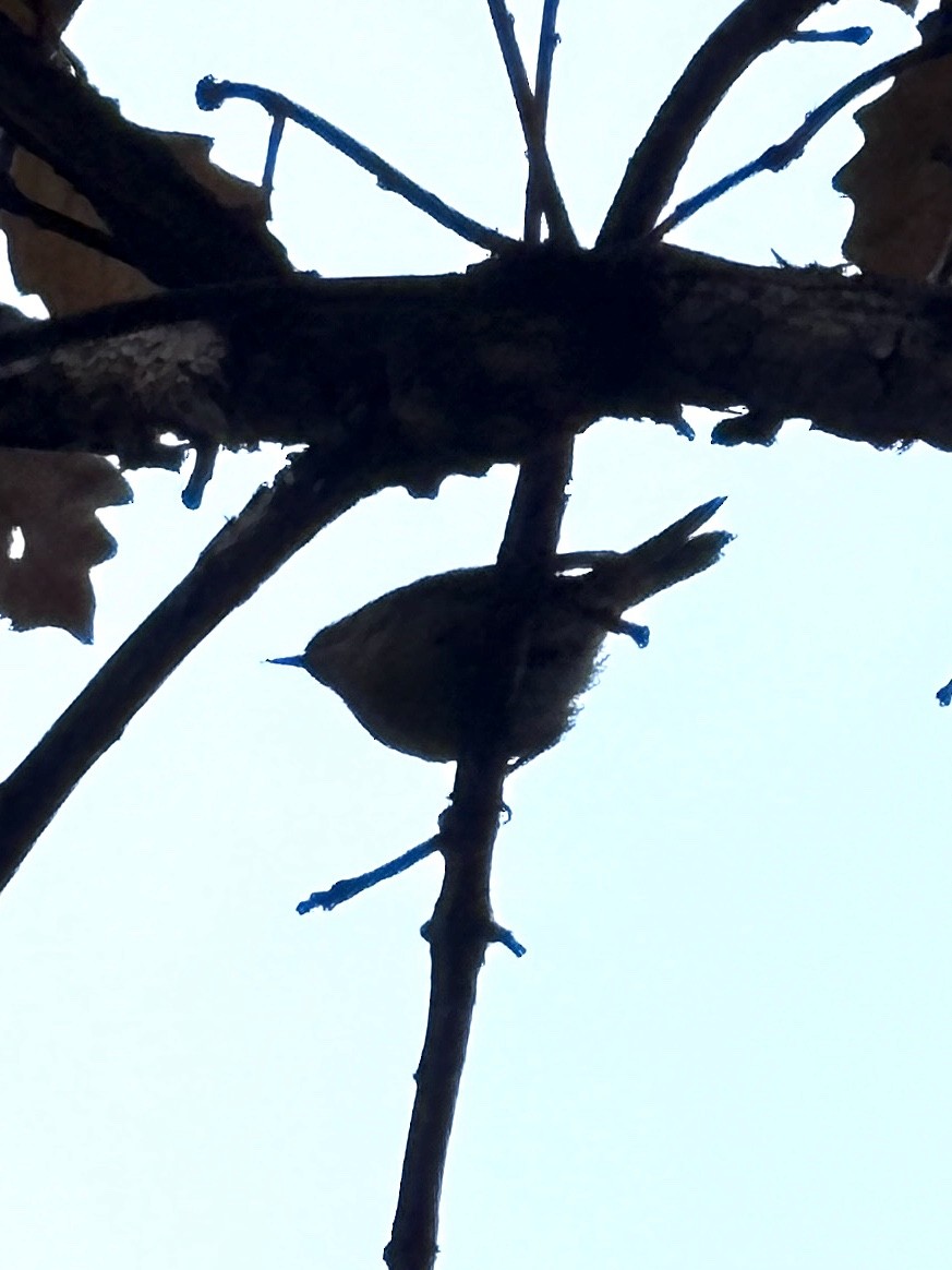Common Yellowthroat - ML626569742