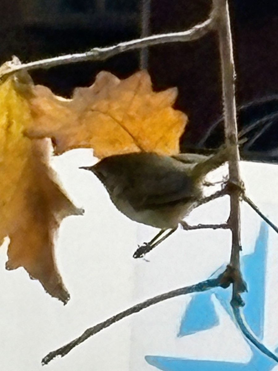 Common Yellowthroat - ML626569743