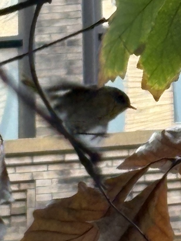 Common Yellowthroat - ML626569744