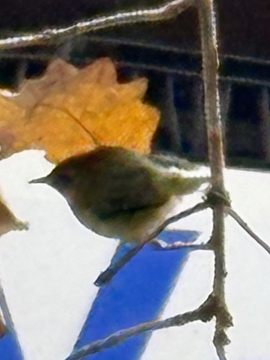 Common Yellowthroat - ML626569745