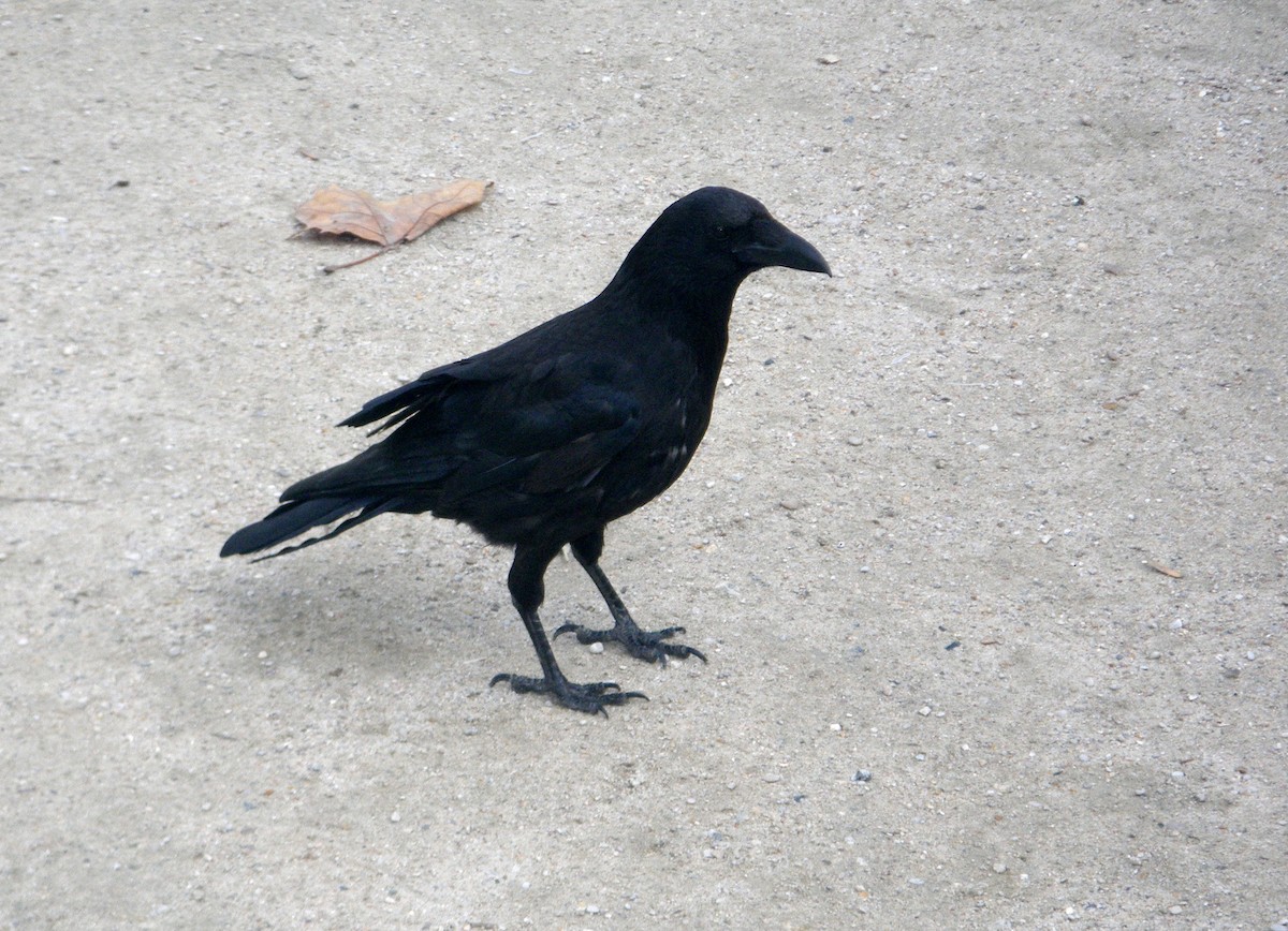 Carrion Crow - ML626569799