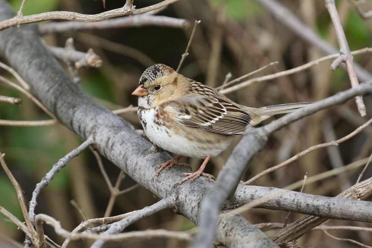 Harris's Sparrow - ML626569854