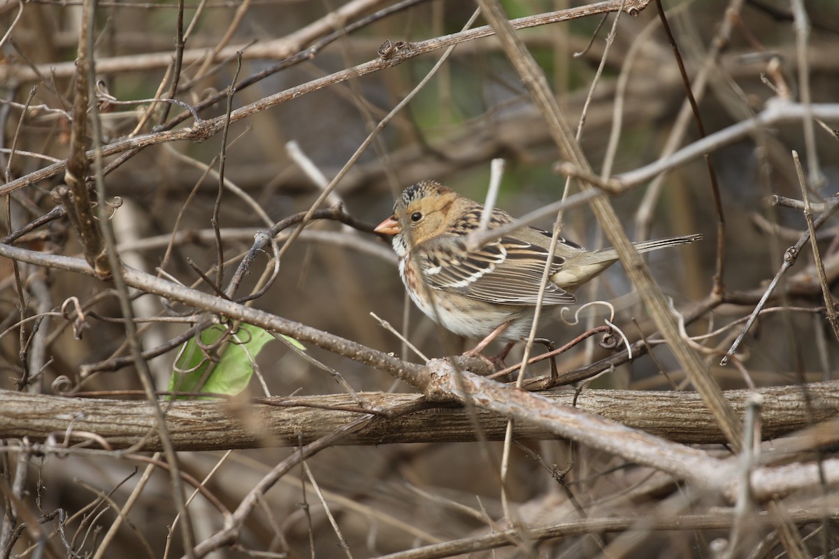 Harris's Sparrow - ML626569862