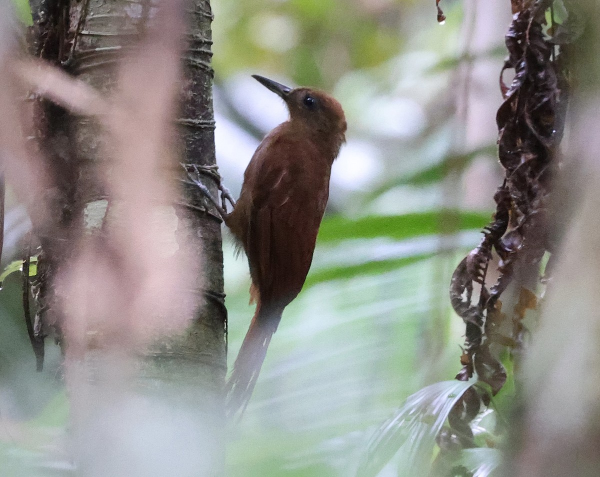 White-chinned Woodcreeper - ML626569943
