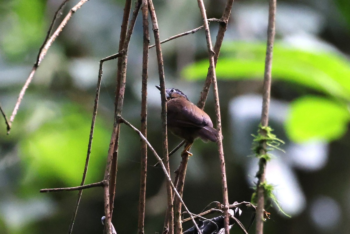 Gray-throated Babbler - ML626569998