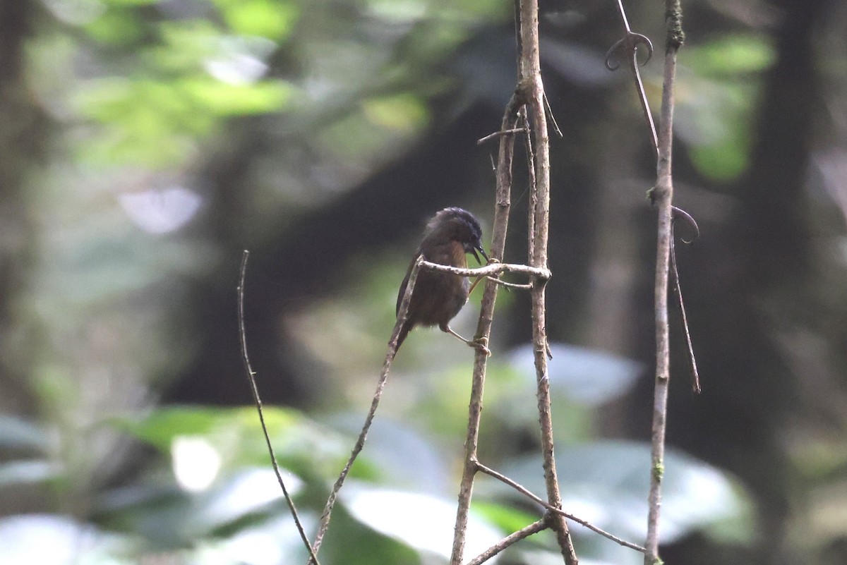 Gray-throated Babbler - ML626570000