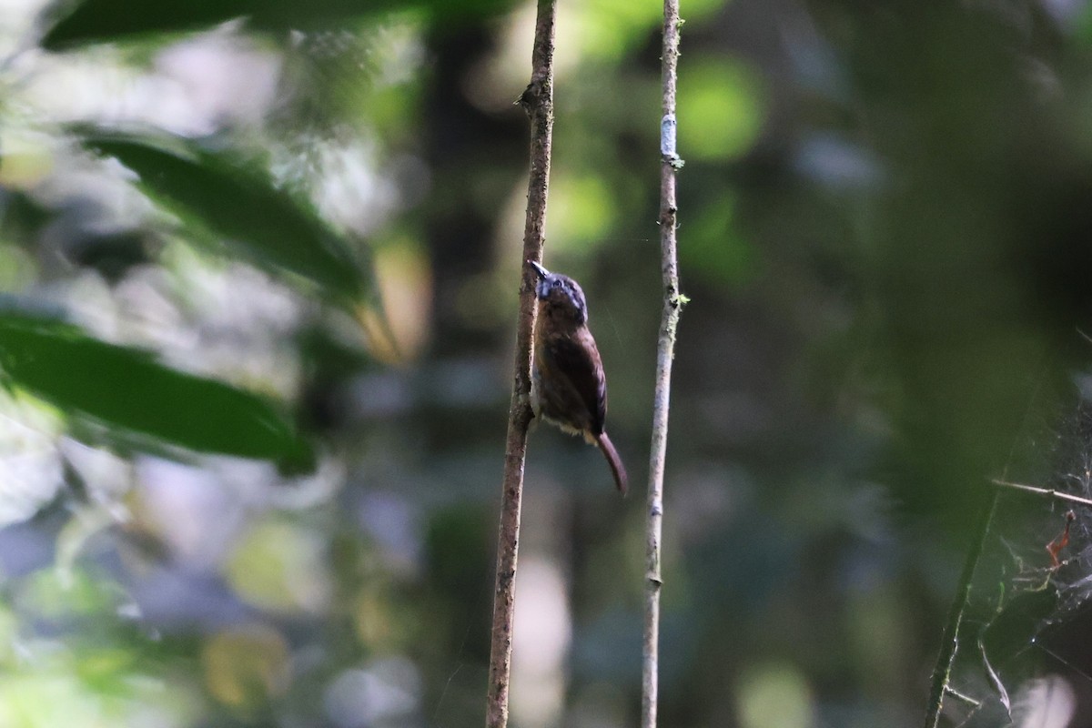 Gray-throated Babbler - ML626570002