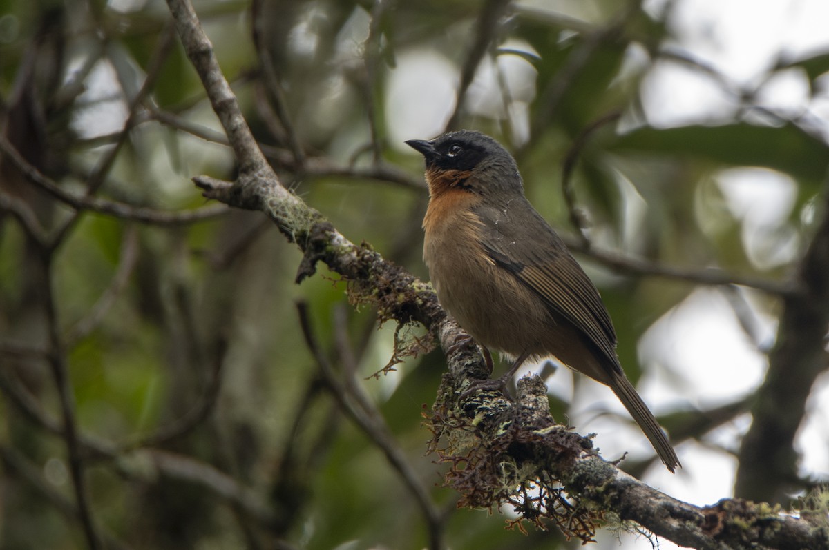 Black-eared Hemispingus - ML626570096