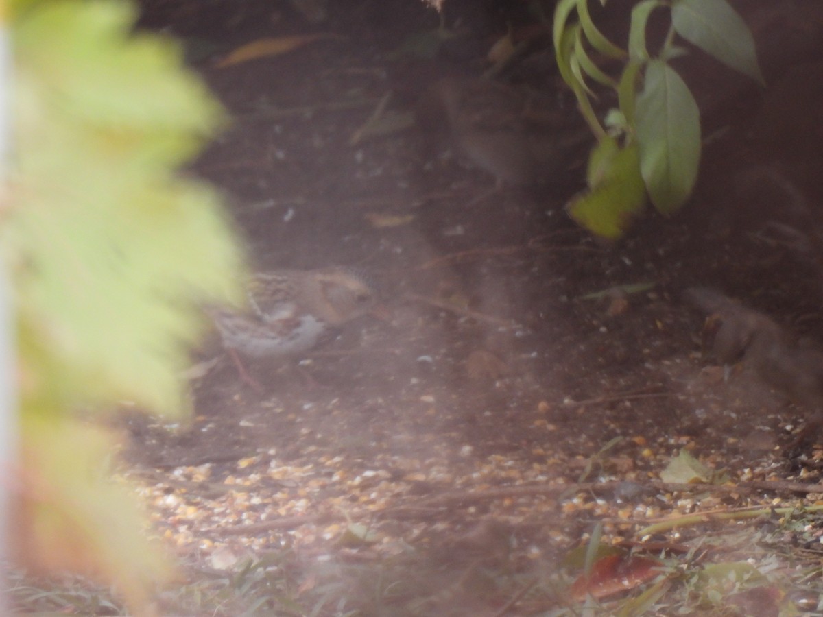 Harris's Sparrow - ML626570105