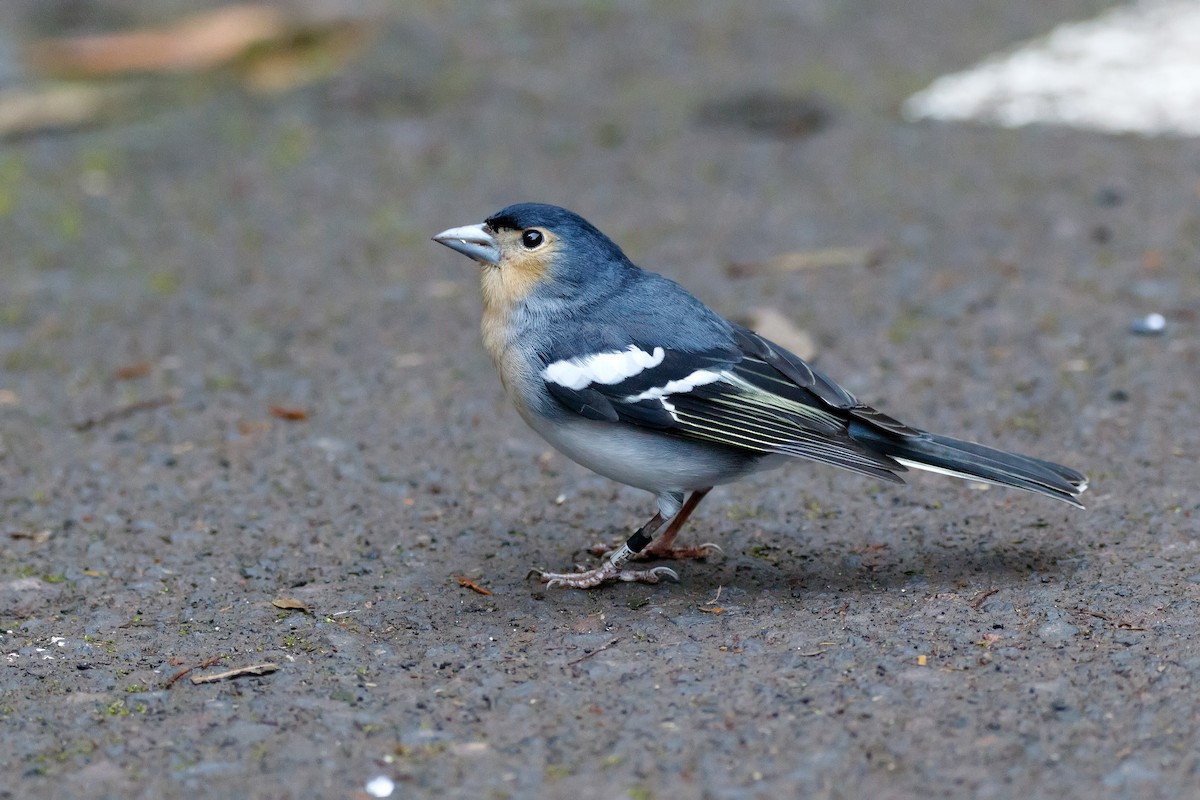 Canary Islands Chaffinch (La Palma) - ML626570141