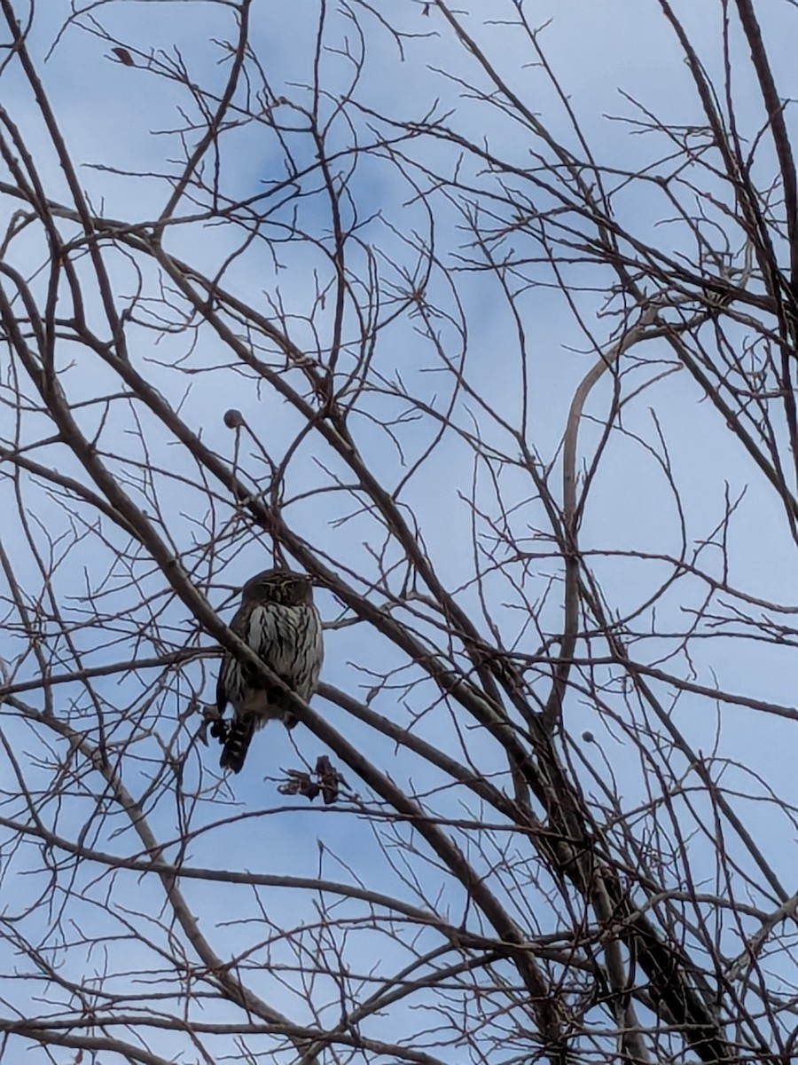 Northern Pygmy-Owl - ML626570143