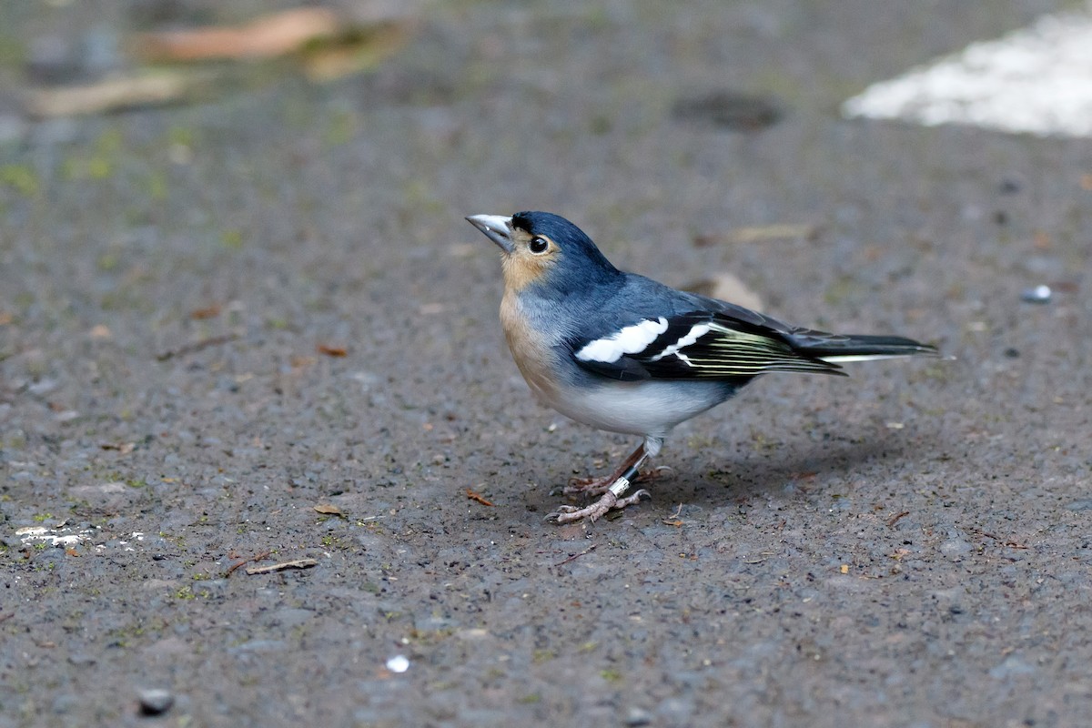 Canary Islands Chaffinch (La Palma) - ML626570144