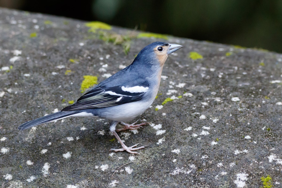 Canary Islands Chaffinch (La Palma) - ML626570146