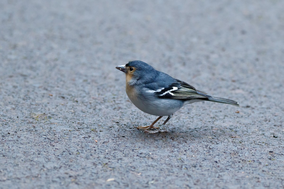 Canary Islands Chaffinch (La Palma) - ML626570147