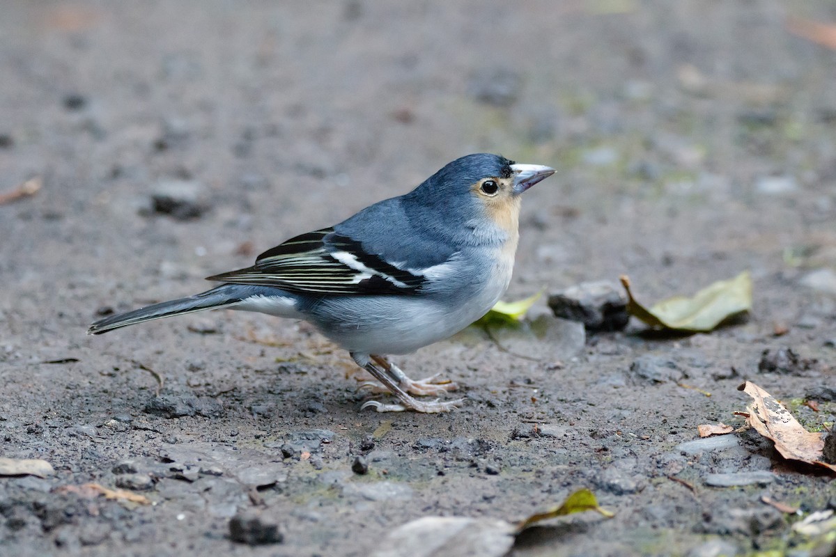 Canary Islands Chaffinch (La Palma) - ML626570148