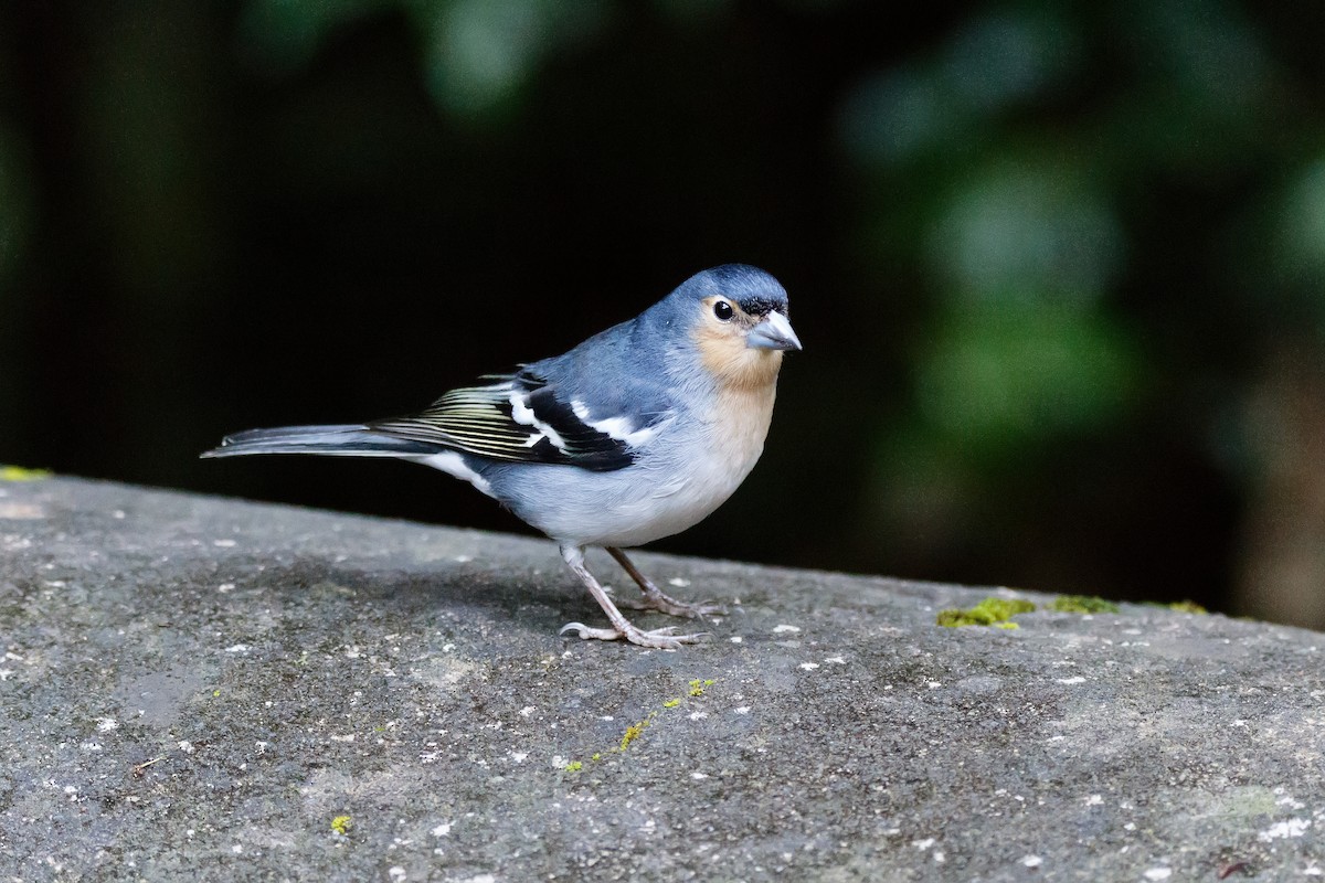 Canary Islands Chaffinch (La Palma) - ML626570149