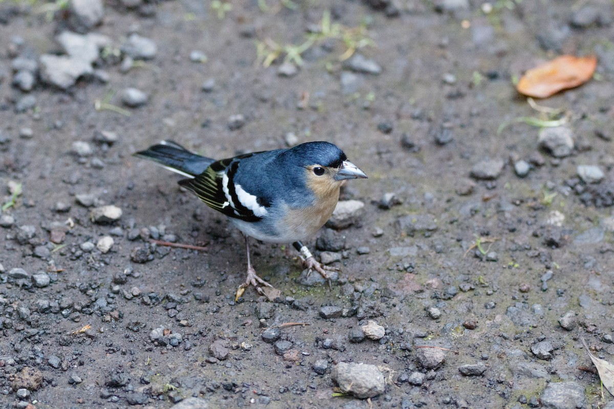 Canary Islands Chaffinch (La Palma) - ML626570150