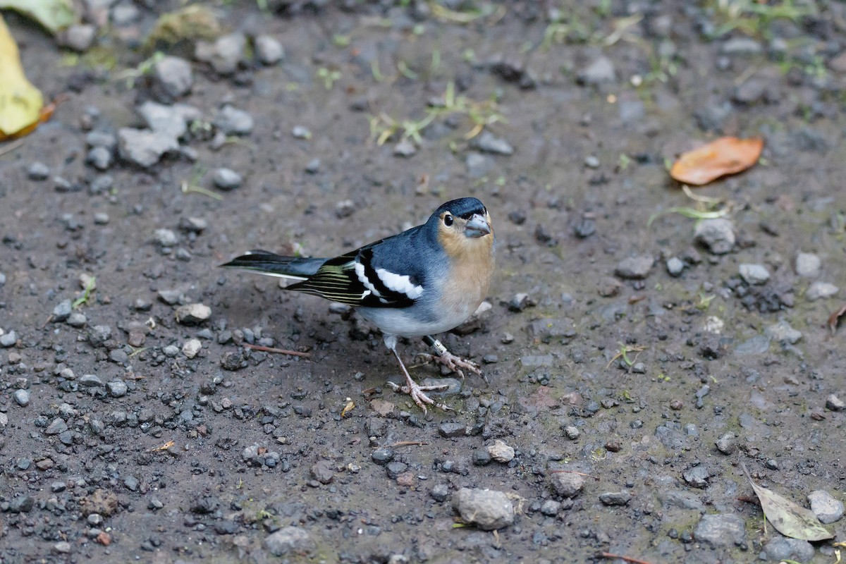 Canary Islands Chaffinch (La Palma) - ML626570151