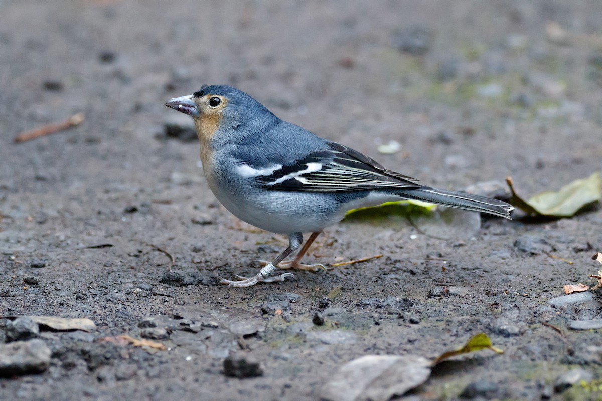 Canary Islands Chaffinch (La Palma) - ML626570152