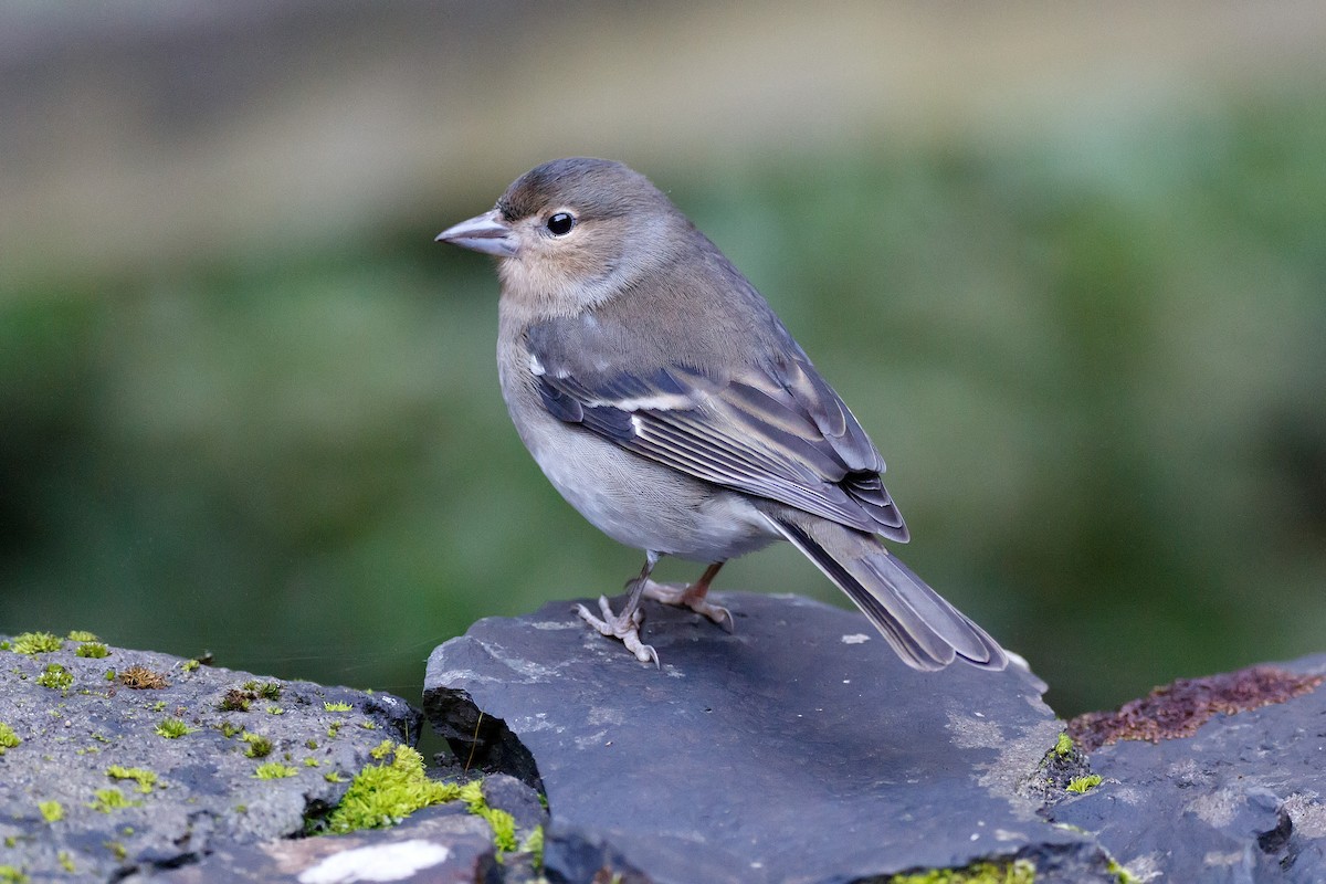Canary Islands Chaffinch (La Palma) - ML626570153