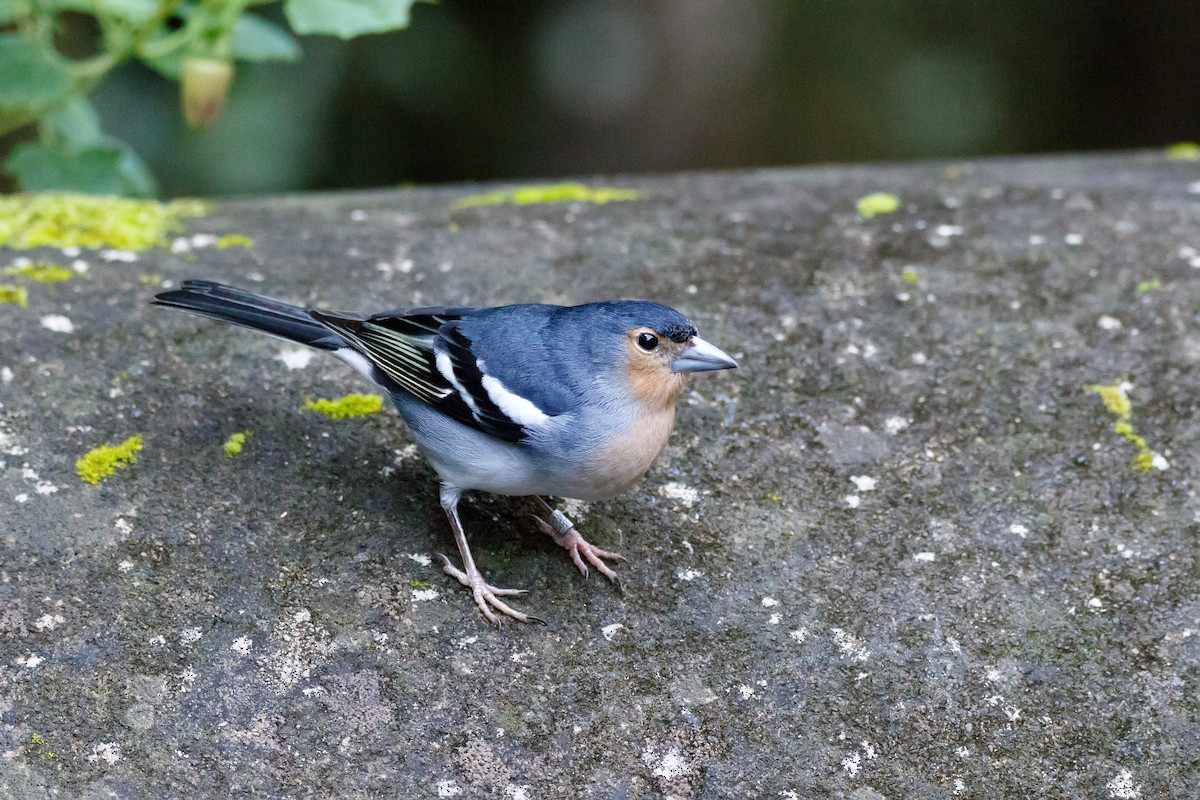 Canary Islands Chaffinch (La Palma) - ML626570154