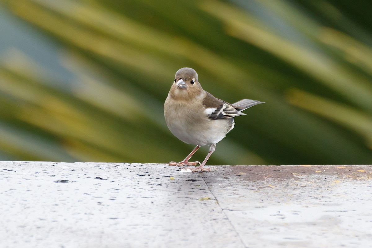 Canary Islands Chaffinch (La Palma) - ML626570204