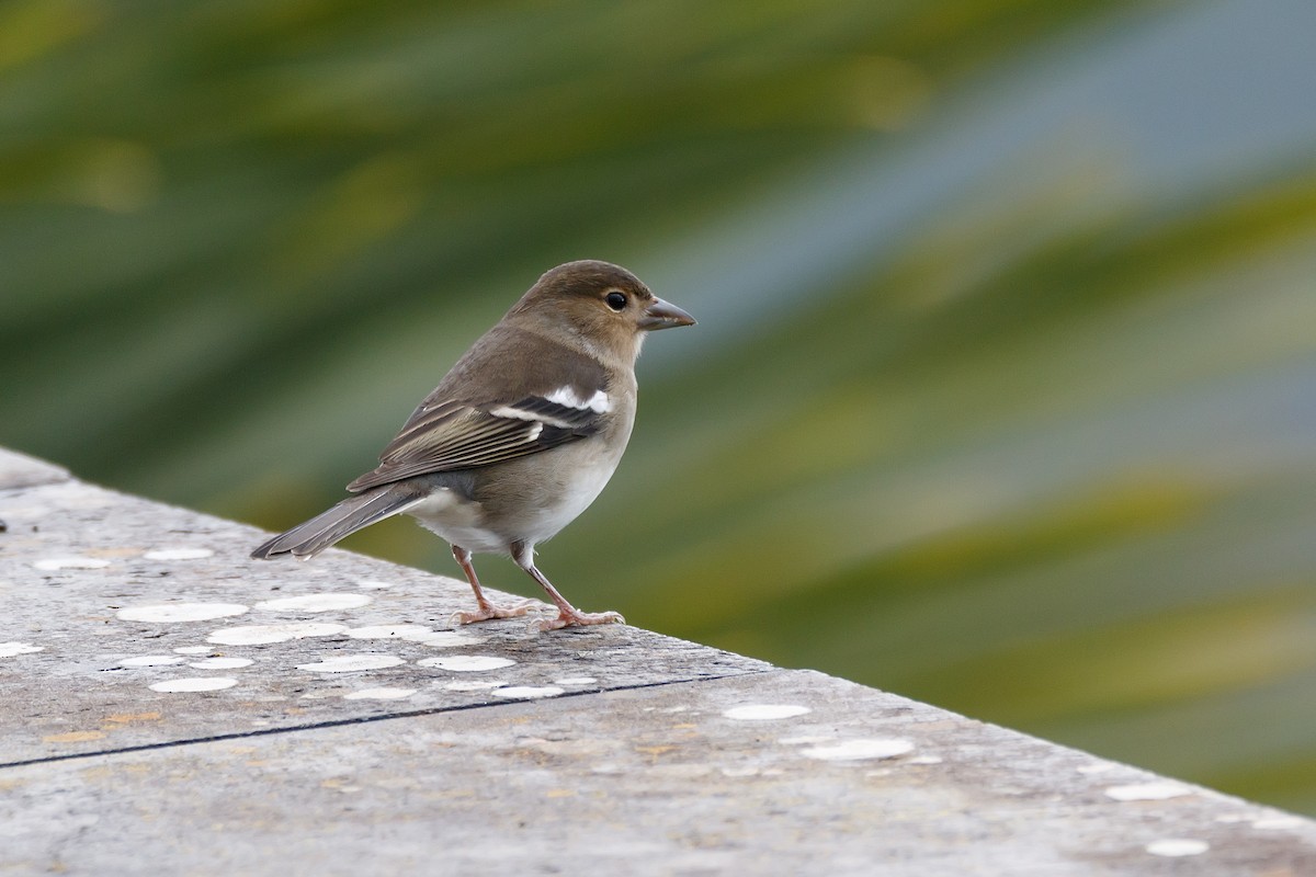 Canary Islands Chaffinch (La Palma) - ML626570205