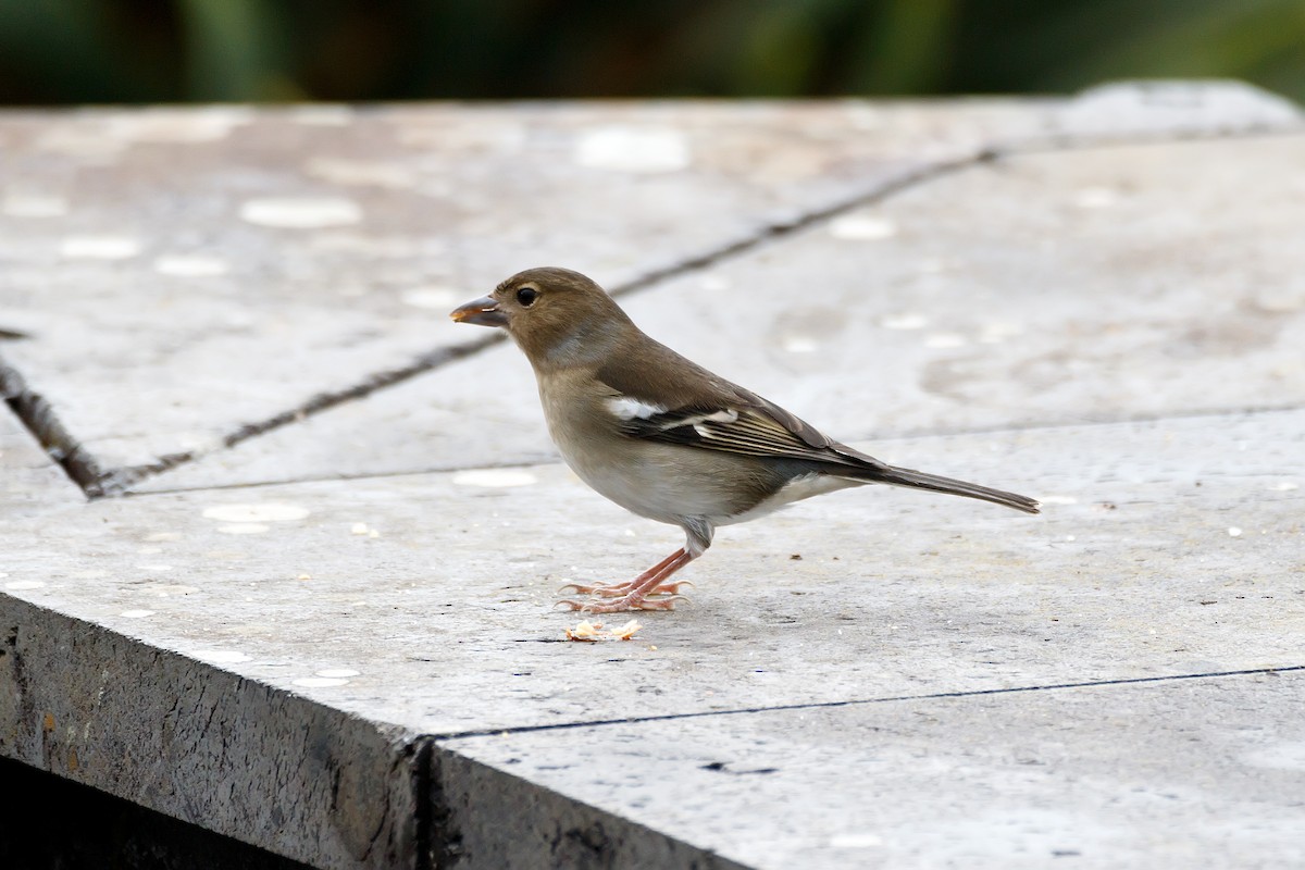 Canary Islands Chaffinch (La Palma) - ML626570206