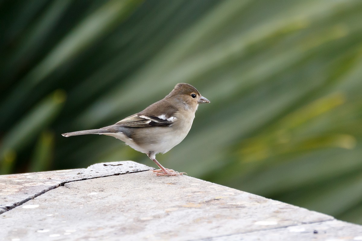 Canary Islands Chaffinch (La Palma) - ML626570207