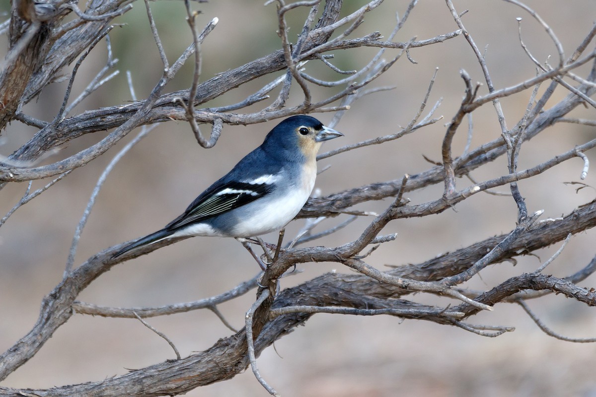 Canary Islands Chaffinch (La Palma) - ML626570209