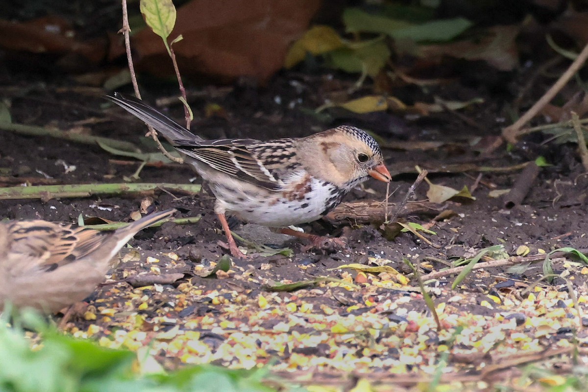 Harris's Sparrow - ML626570254