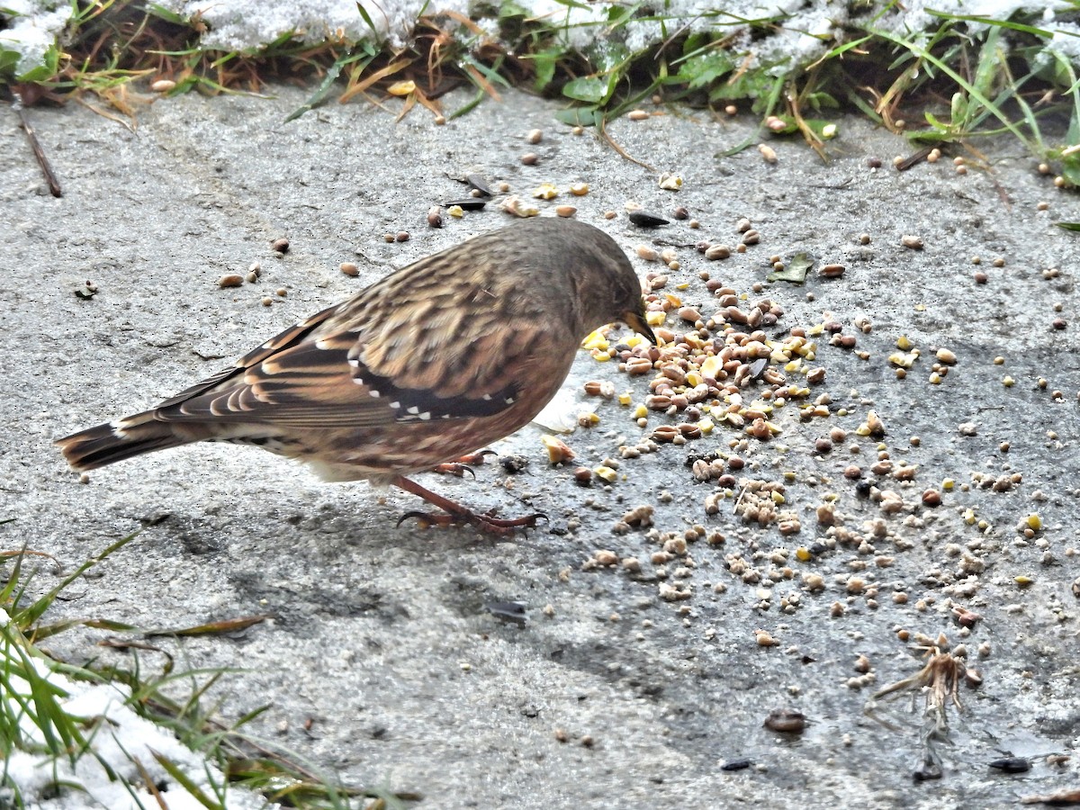 Alpine Accentor - ML626570320