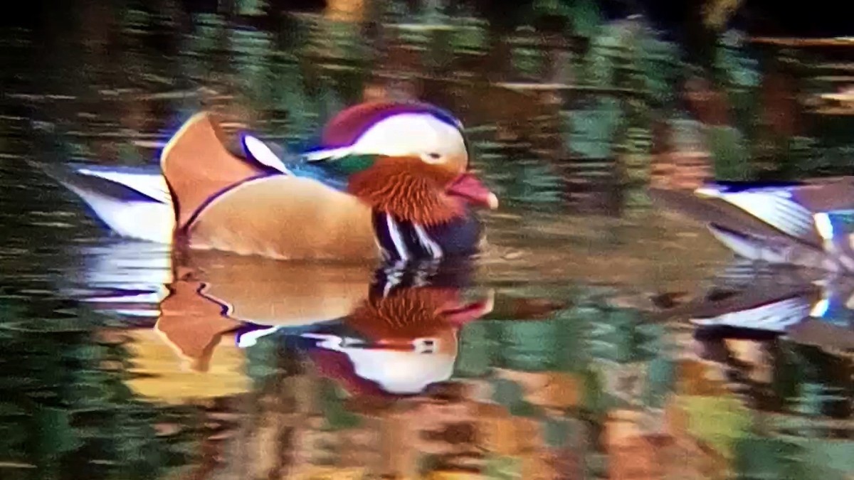 Mandarin Duck - ML626570395